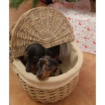 Disponibile Cucciolata di Bassotto Nano/kaninchen, Maschi e Femmine, Umbria, Bevagna (pg) - Foto n. 1