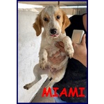 Miami Cucciolo 5 mesi Lasciato Fuori dal Canile in una Scatola - Foto n. 1