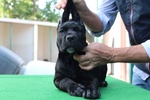 🐶 Cane Corso maschio di 9 mesi in vendita a Palermo (PA) e in tutta Italia da privato