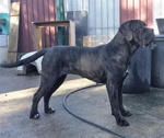 Cucciolo cane Corso Nero - Foto n. 4