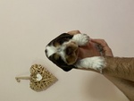 Cocker Spaniel Inglese Cuccioli con Pedigree - Foto n. 5