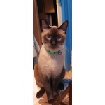 🐱 Siamese maschio di 4 anni e 1 mese in adozione a Matino (LE) da privato