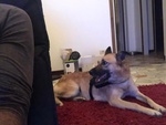 Martina Giovane Simil Pastore Malinois