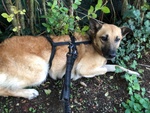 Martina Giovane Simil Pastore Malinois - Foto n. 2