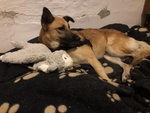 Martina Giovane Simil Pastore Malinois - Foto n. 3