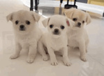 🐶 Chihuahua di 5 mesi in vendita a Lucca (LU) e in tutta Italia da privato