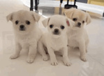 Cuccioli di Chiuhuahua Maschio Femmina Bianco Crema - Foto n. 1