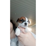 Cuccioli di jack Russell