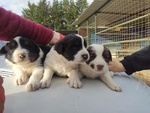 Tre Cuccioli Cercano Casa - Foto n. 1