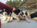 🐶 Altra Razza maschio di 1 anno e 4 mesi in adozione a Valledolmo (PA) e in tutta Italia da privato