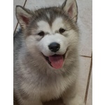 Cucciola di Alaskan Malamute