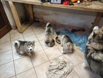 Cucciola di Alaskan Malamute - Foto n. 3