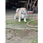 Adorabili Cuccioli di Akita Inu cercano casa.