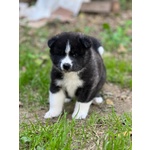 Adorabili Cuccioli di Akita inu Cercano Casa. - Foto n. 2