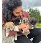 Adorabili Cuccioli di Akita inu Cercano Casa. - Foto n. 3