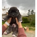 Adorabili Cuccioli di Akita inu Cercano Casa. - Foto n. 4