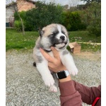 Adorabili Cuccioli di Akita inu Cercano Casa. - Foto n. 5