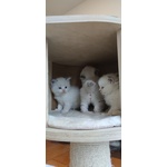 Cuccioli Ragdoll con Pedigree - Foto n. 5