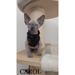 🐱 Sphynx Femmina di 1 anno e 6 mesi in Vendita a Scandicci (fi) e in Tutta Italia da Privato