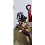 Cuccioli di Boxer