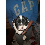 Cuccioli Bulldog Francese