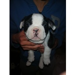 Cuccioli Bulldog Francese - Foto n. 2