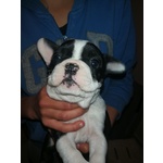 Cuccioli Bulldog Francese - Foto n. 3