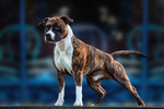 Amstaff Maschio per Accoppiamento