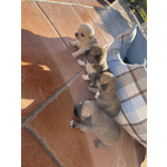 🐶 Chihuahua di 1 anno e 2 mesi in vendita a Noto (SR) e in tutta Italia da privato