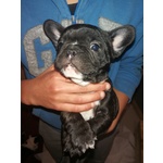 Cuccioli Bulldog Francese - Foto n. 5