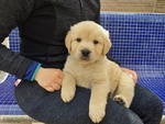 Cuccioli Golden Retriever - Foto n. 2