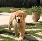 Cuccioli Golden Retriever - Foto n. 3