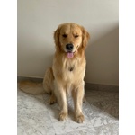 Cuccioli Golden Retriever - Foto n. 5