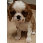 Disponibile cucciolo di Cavalier King