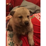 🐶 Lupo Cecoslovacco di 8 settimane (cucciolo) in vendita a Saluzzo (CN) da privato