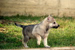 Cuccioli di lupo Cecoslovacco - Foto n. 2