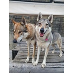 Cuccioli di lupo Cecoslovacco - Foto n. 3