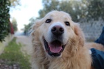 🐶 Golden Retriever maschio di 5 anni e 4 mesi in adozione a Baricella (BO) e in tutta Italia da privato