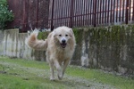 Nev Meticcio Golden Retrivier Cerca Adozione - Foto n. 2