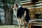 Ares Meticcio Border Collie Meraviglioso - Foto n. 3