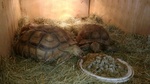 Un paio di tartarughe sulcata maturate per l'adozione
