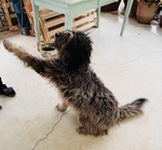 Regalo cane pastore bergamasco