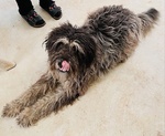 Regalo cane Pastore Bergamasco - Foto n. 3