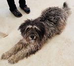 Regalo cane Pastore Bergamasco - Foto n. 4