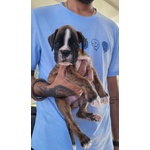 🐶 Boxer in vendita a Rieti (RI) e in tutta Italia da privato