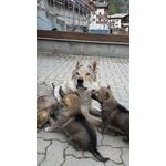 Disponibili 4 Cuccioli Maschi - Foto n. 2