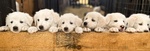 🐶 Pastore Maremmano di 4 settimane (cucciolo) in vendita a Trento (TN) e in tutta Italia da privato