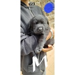 🐶 Labrador di 8 settimane (cucciolo) in vendita a Gubbio (PG) e in tutta Italia da privato