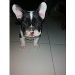 Cuccioli Bulldog Francese - Foto n. 7