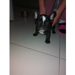 Cuccioli Bulldog Francese - Foto n. 8